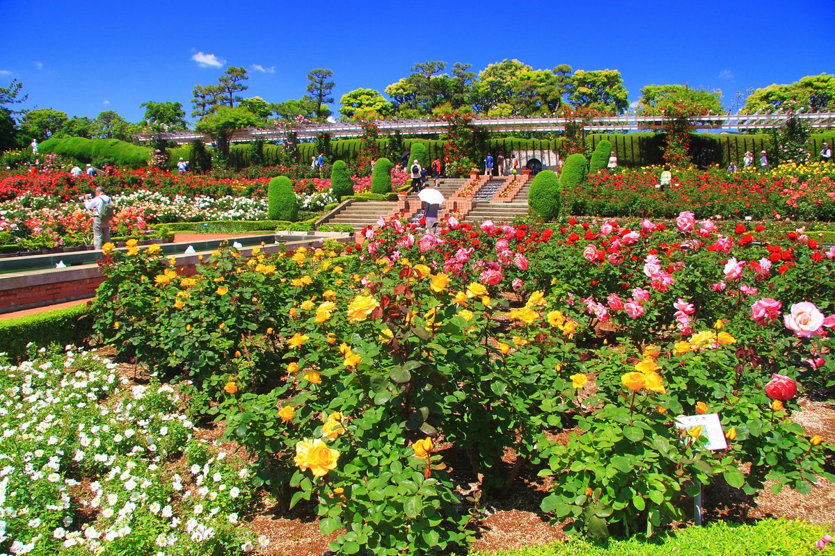 🌹 야츠 장미원(야츠바라엔) 이미지 4